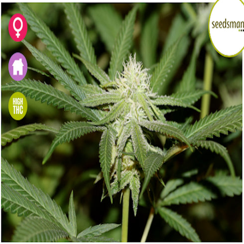 Seedsman - Lemonchello Haze