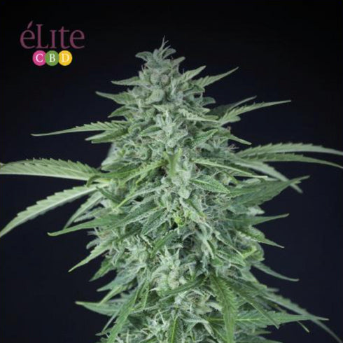 Elite Seeds - Llimonet Haze CBD Auto