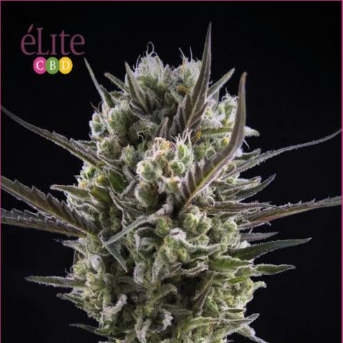 Elite Seeds - Llimonet Haze Classic CBD