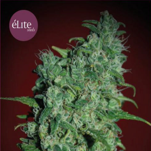 Elite Seeds - Llimonet Haze Classic THC