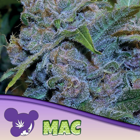 Anesia Seeds - MAC
