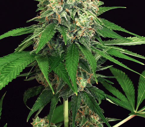 Exotic Seeds - Malasana Cookies