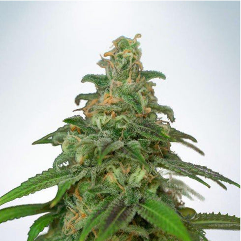 Ministry of Cannabis - Mandarin Haze Auto