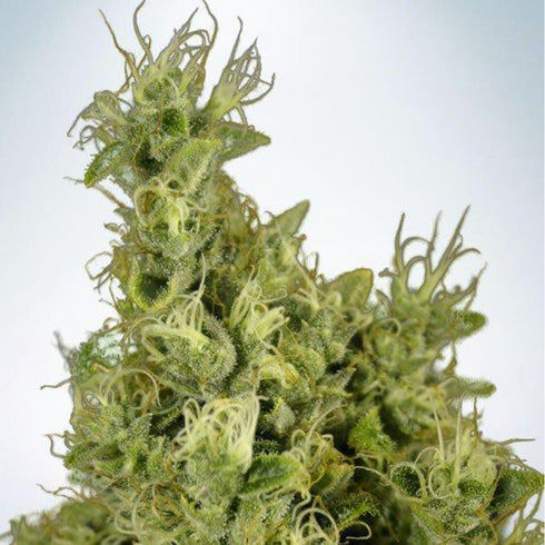 Ministry of Cannabis - Mandarin Haze