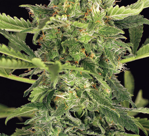 Exotic Seeds - Mango Cream Auto