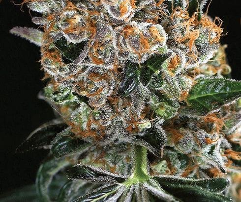 Exotic Seeds - Mango Cream