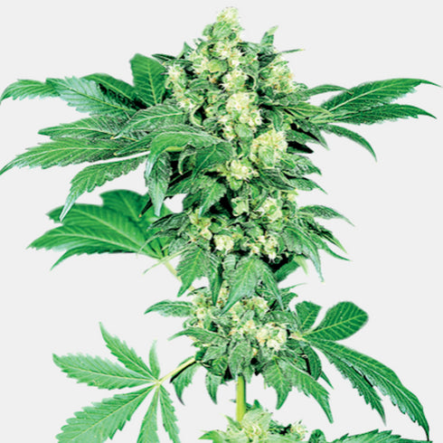 Sensi Seeds - Maple Leaf Indica