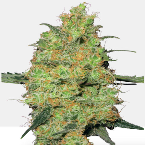 Sensi White Label - Master Kush