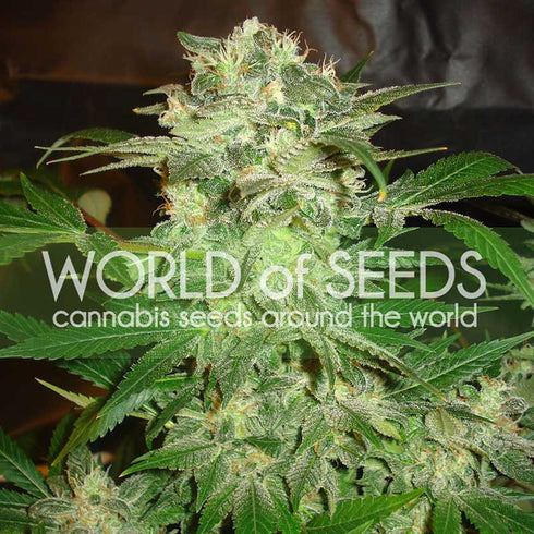 World of Seeds - Mazar Kush