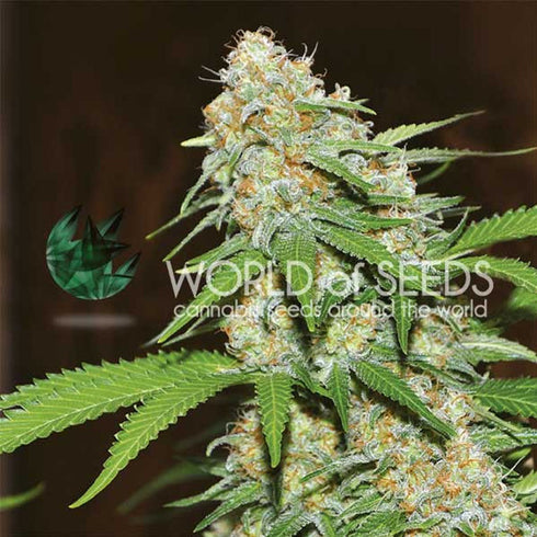 World of Seeds - Mazar x White Rhino