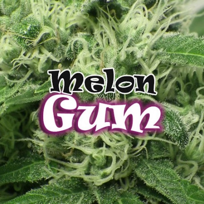 Dr Underground Melon Gum Cannabis Seeds UK Skunkworks