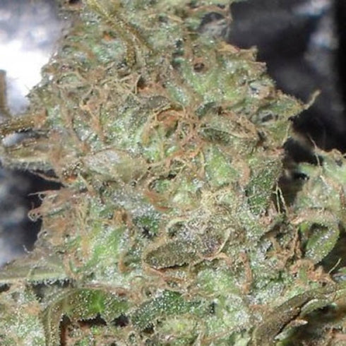 Dr Krippling Seeds - Melon Kali