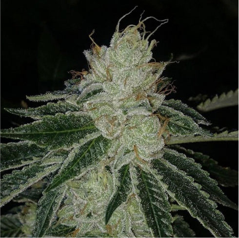 Prolific Coast Seeds - Meow