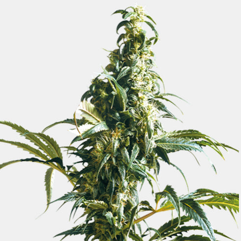 Sensi Seeds - Mexican Sativa
