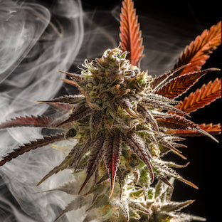 Homegrown Natural Wonders - Micky Kush