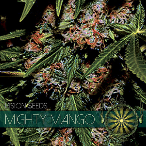 Vision Seeds - Mighty Mango Bud