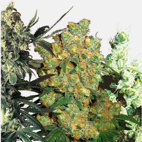 Sensi Seeds - Female Mix