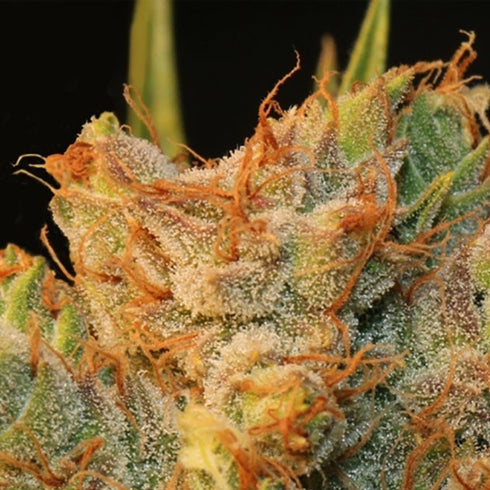 T.H. Seeds - MK Ultra Kush x Bubblegum