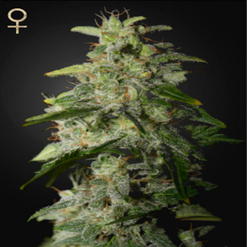 Strain Hunters - Money Maker