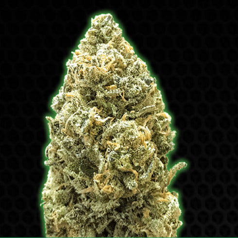 Monster Genetics - Monster Bruce Banner Auto