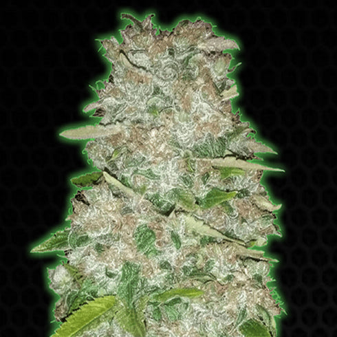 Monster Genetics - Monster Gorilla Glue