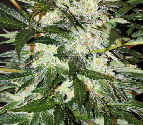 Exotic Seeds - Monster Mash Auto