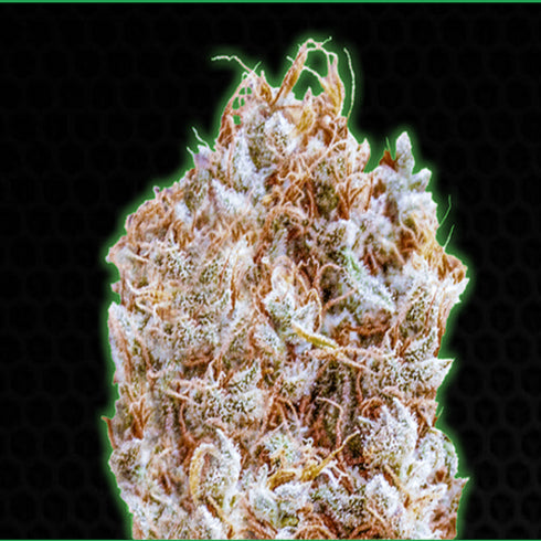 Monster Genetics - Monster Zkittles