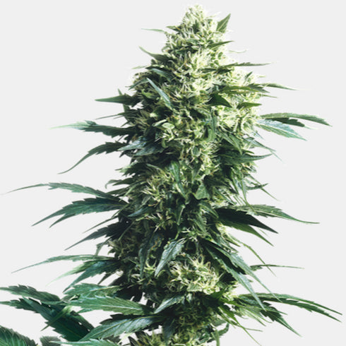Sensi Seeds - Mother's Finest