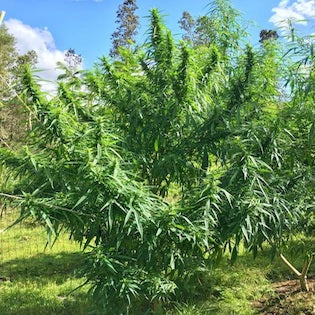 The Real Seed Company - Malana