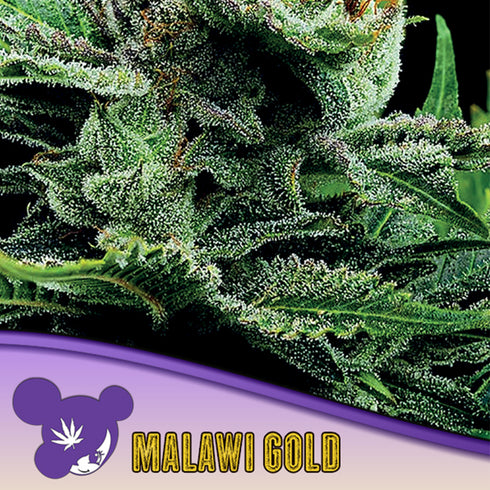 Anesia Seeds - Landrace Collection - Malawi Gold