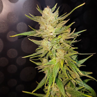 Lineage Genetics - Malawi Gold