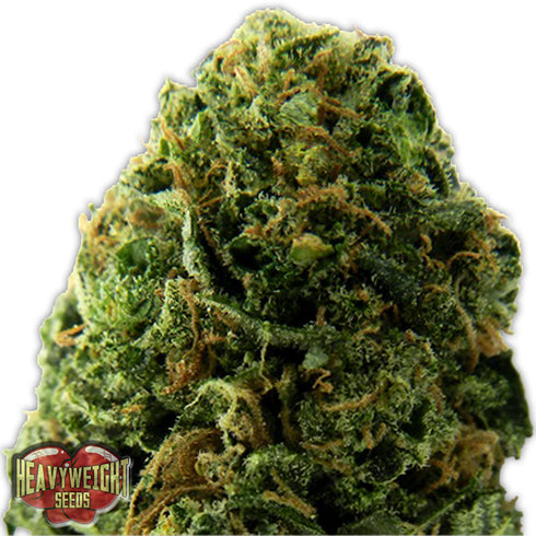 Heavyweight Seeds - Massive Midget Auto