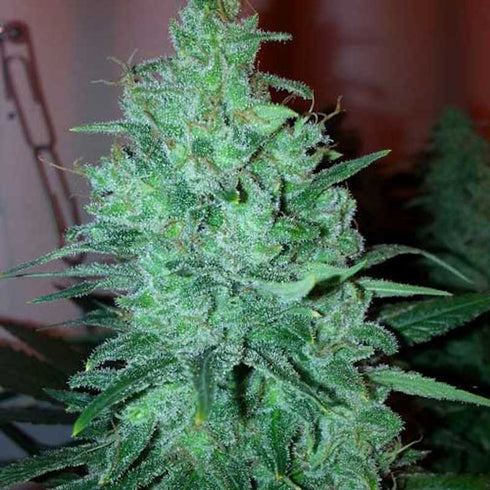 Spliff Seeds - Mega Power Plant