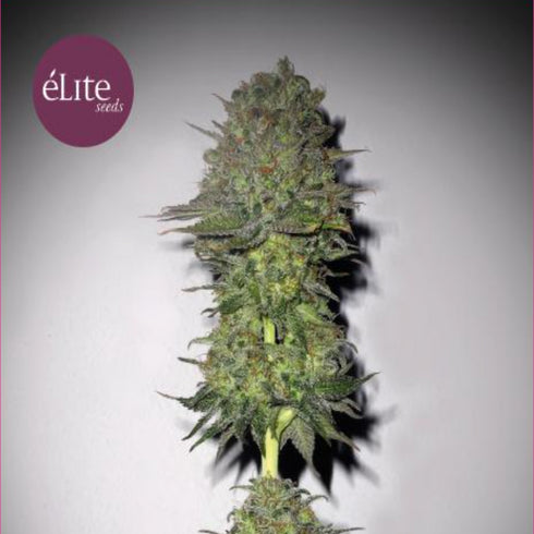 Elite Seeds - Meganuska