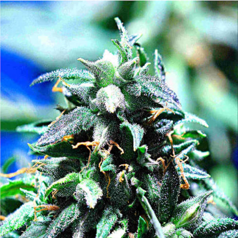 Delta 9 Labs - Merkabah