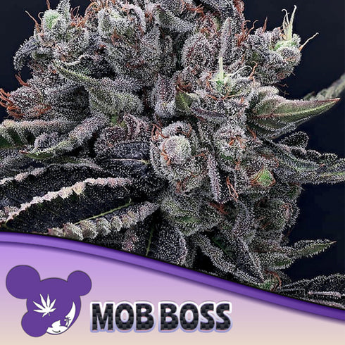 Anesia Seeds - Mob Boss