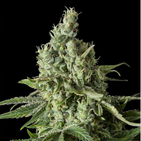 Dinafem Seeds - Moby Dick CBD