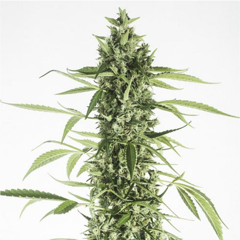 Dinafem Seeds - Moby Dick XXL Auto