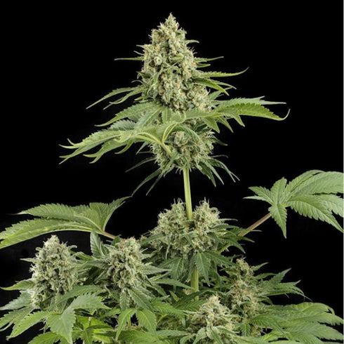 Dinafem Seeds - Moby Dick