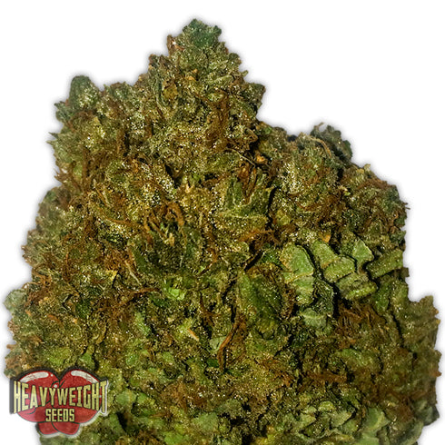 Heavyweight Seeds - Money Bush