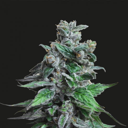 Kalashnikov Seeds - Moscow Bluberry