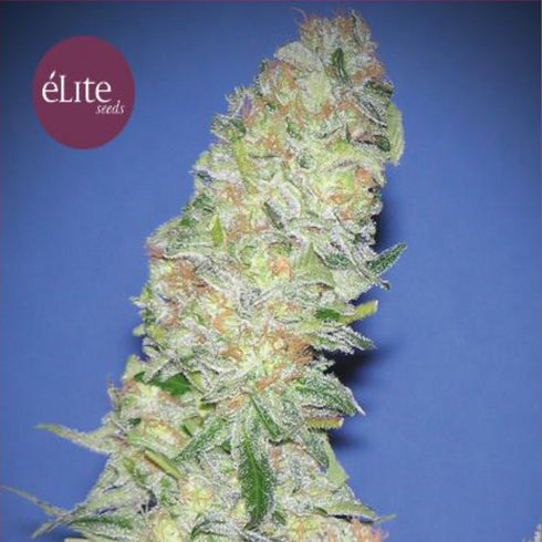 Elite Seeds - Mota Khan Afghani