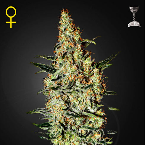 Greenhouse Seed Co. - Neville's Haze