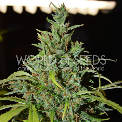 World of Seeds - Neville Haze Ryder Auto