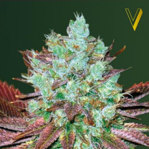 Victory Seeds - NHL Diesel Auto