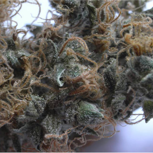 Mr Nice Seedbank - NHS