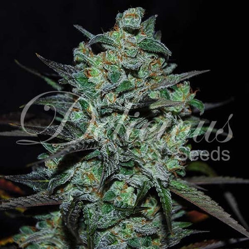 Delicious Seeds - N.L. Blue Free THC