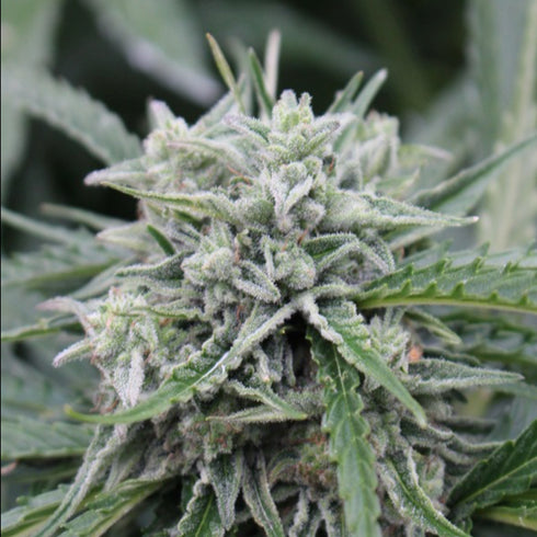 Female Seeds - NL Auto