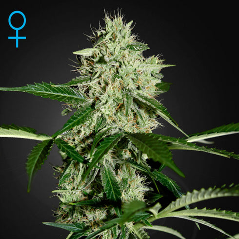 Greenhouse Seed Co. - Northern Lights Auto