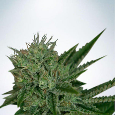 Ministry of Cannabis - Northern Lights Auto